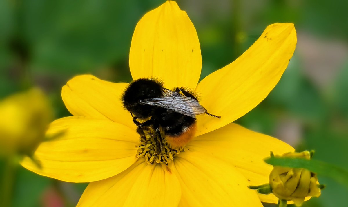 Heute nochmal Garten.
Viele Schmetterlinge und Hummeln.
Das Landkärtchen finde ich wirklich sehr hübsch.