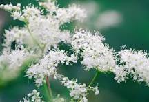 TreeHouseLearn's tweet image. Tree House Learning July 2025 Newsletter 🌻☀️ - mailchi.mp/cc0d32d3cbcb/t…