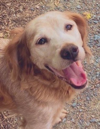 madcap_max's tweet photo. Frens, we’ve not forgotten our angelic fur sisters for #PetRemembranceDay - #Billie & #LadyIris who were obviously never norty & weren’t eligible for #nortysquad membership 🥰😆😇 https://t.co/cuNASnZXuj
