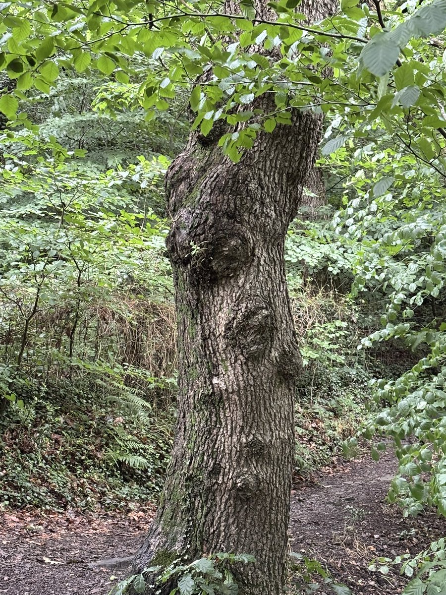 theowenstaton's tweet image. The lost soul of the forest