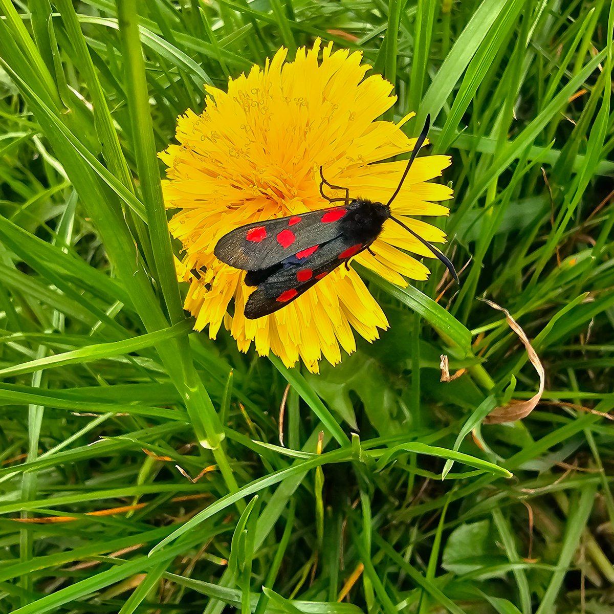 Wild Belfast (@wildbelfast) on Twitter photo Thanks to all who came along to our event today.
Stewart Roswell and <a href="/wildlifeni/">Conor McKinney</a> took us on a tour of bees & butterflies, as well as our less known pollinators like hoverflies, flies and even beetles!
Sign up to be informed about future events
share.google/BAXofthXpMl3lA… Thanks to all who came along to our event today.
Stewart Roswell and <a href="/wildlifeni/">Conor McKinney</a> took us on a tour of bees & butterflies, as well as our less known pollinators like hoverflies, flies and even beetles!
Sign up to be informed about future events
share.google/BAXofthXpMl3lA…