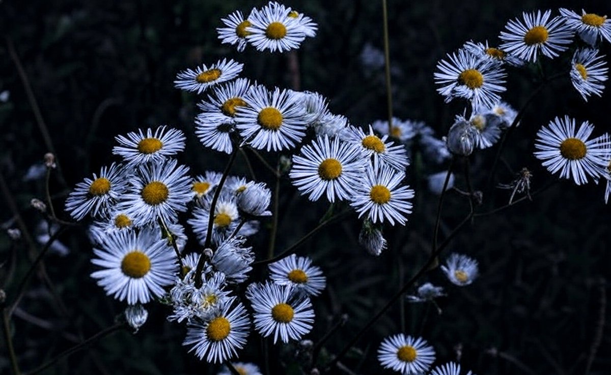 zajaczeknowe's tweet image. #Darkedition  😊🤩