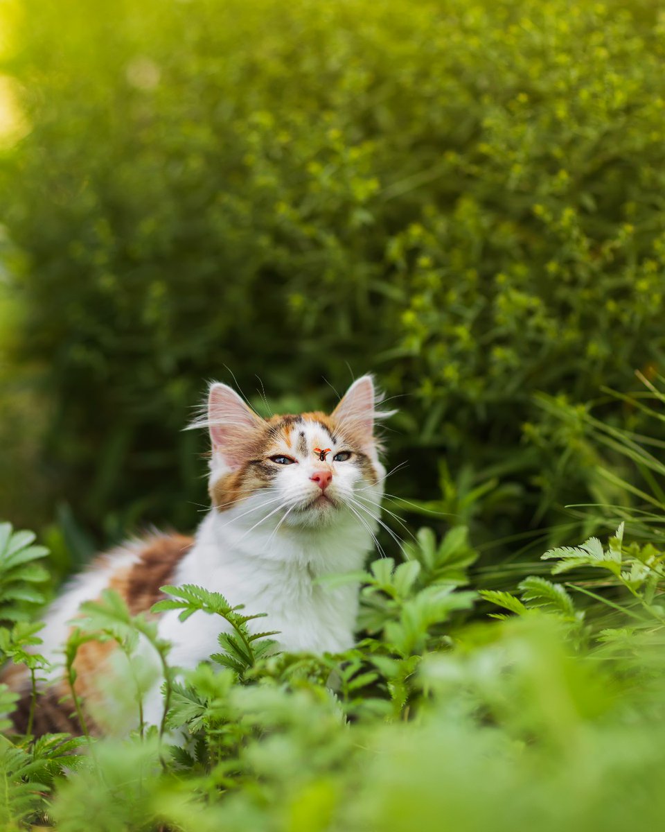 Little things make big days🐞 

📸 #Canon EOS R6 Mark II
Lens: EF 85mm f/1.2L II USM