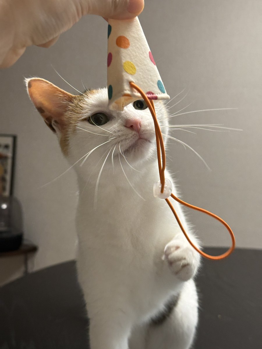 바부고영이 만8세 생일파티를 열었답니다 작년도 올해도 모자를 얌전히 씌우는 방법을 모르겠음😂😂