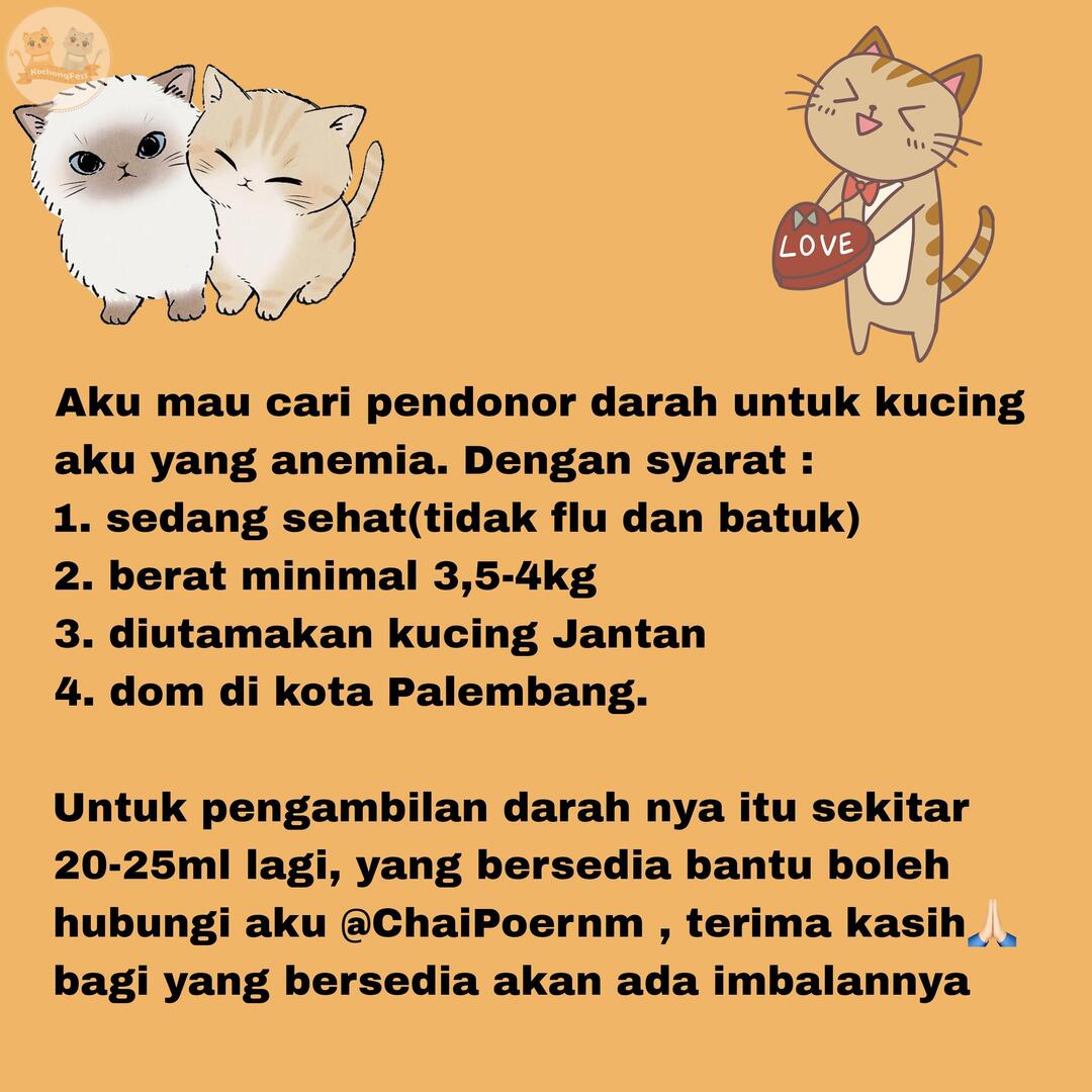 kochengfs's tweet photo. HELP RT ‼️
Halo pawrents kcg! kucingku membutuhkan donor darah urgent di Dom Palembang .
Bagi yang bersedia dan memenuhi syarat, aku minta tolong untuk hubungi aku di pict tertera yaa Terima kasih🥺❤️ https://t.co/N1GmcIsYWQ