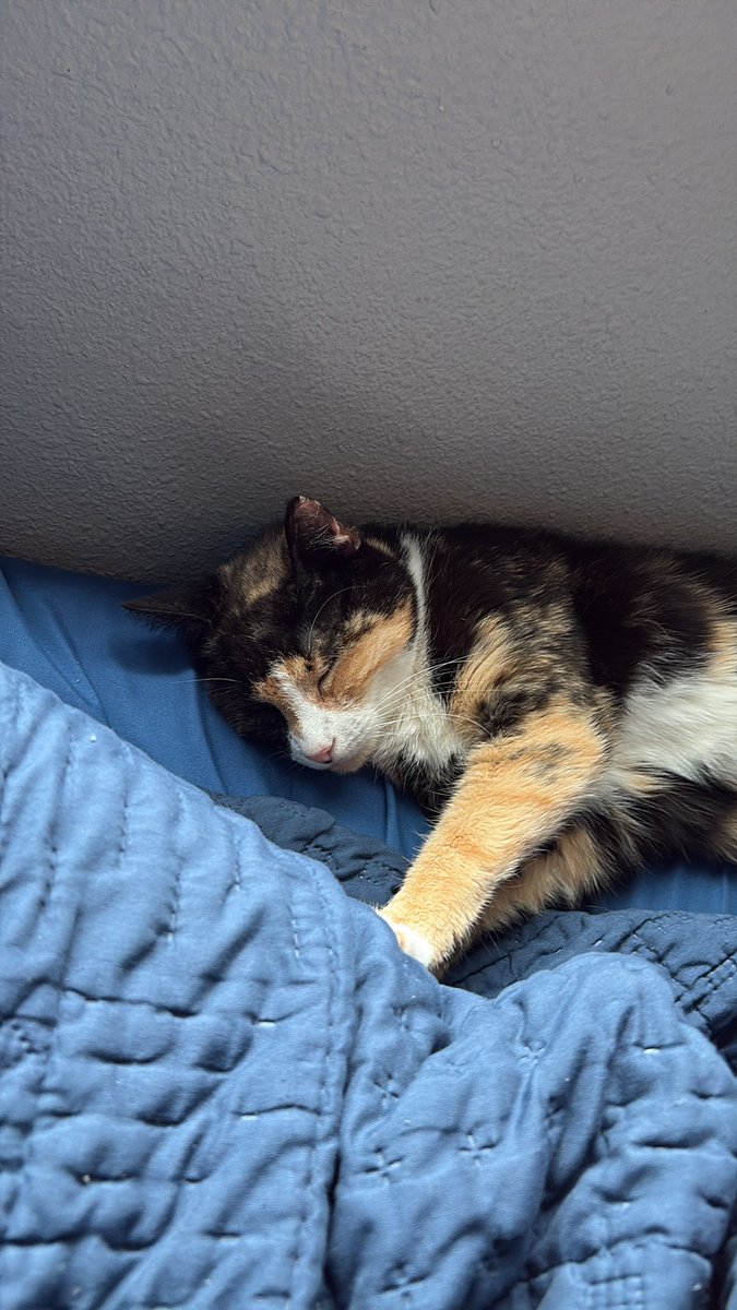 catposting cuz i'm bored