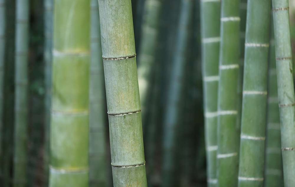 ❓ What is... Bamboo!

kitronik.co.uk/blogs/resource…

#dtchat #materials