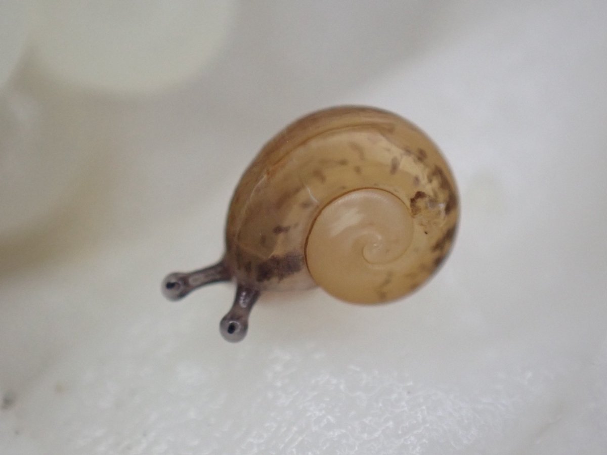 クロイワヒダリマキマイマイ幼貝

いつの間にやら孵化しておりました。小さくてもしっかり左巻きです。