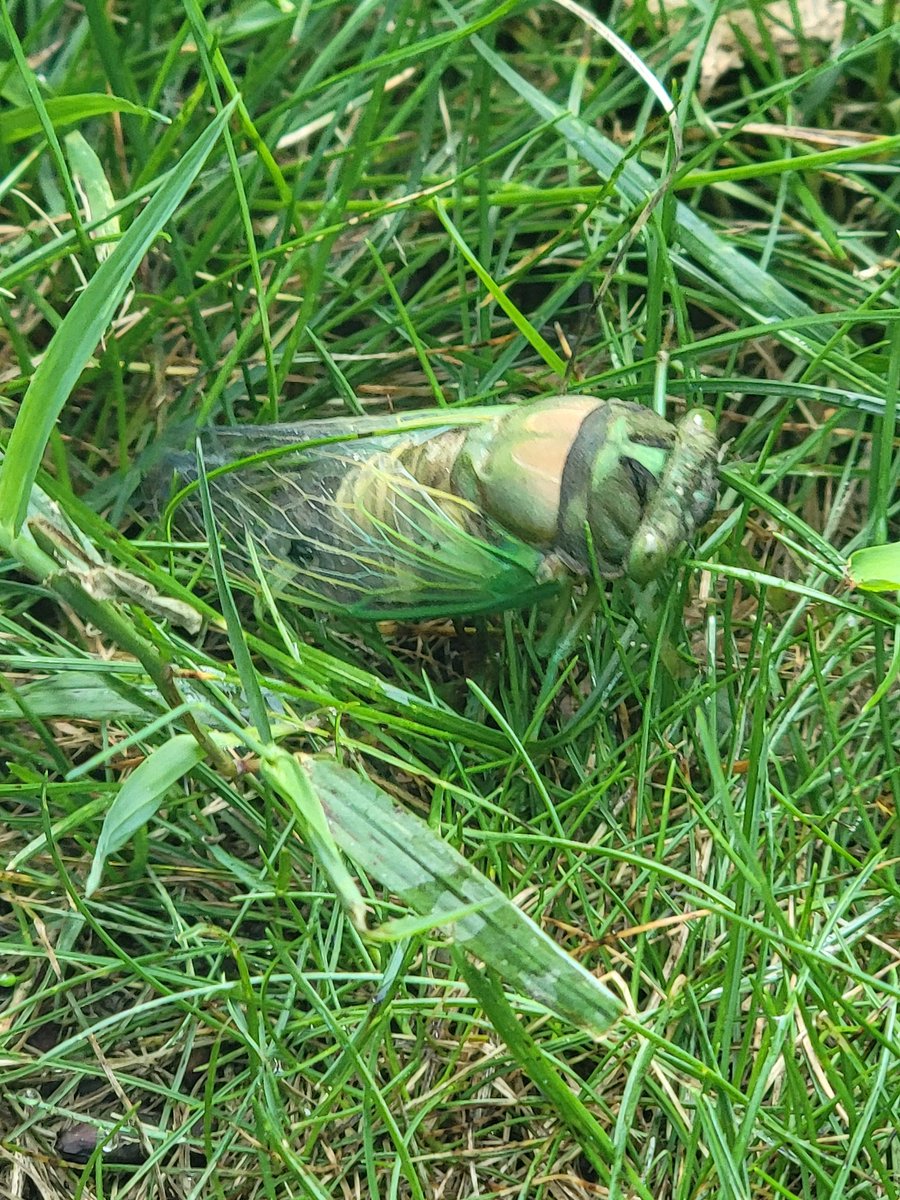 JohnETitusIII's tweet image. 🕵️♂️ Mystery yard guest alert! I found this greenish‑brown, big‑eyed insect chillin’ in my Northern NJ grass. 🐛
Clue: It’s been underground for years… and it sings in the summer. 🎶
Any guesses what it is? #GuessTheBug #NJ #Entomology #thealpacashow #MeetFiamma #Freedom