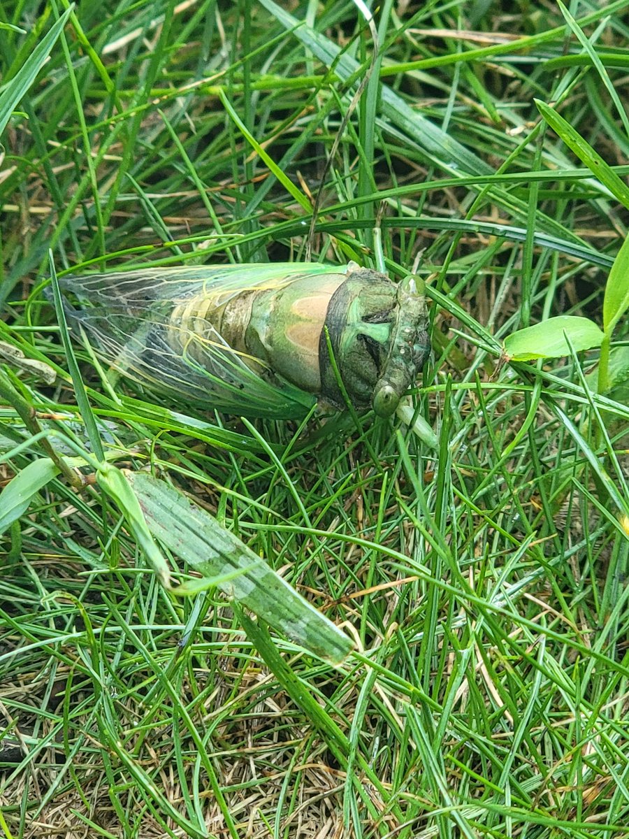 JohnETitusIII's tweet image. 🕵️♂️ Mystery yard guest alert! I found this greenish‑brown, big‑eyed insect chillin’ in my Northern NJ grass. 🐛
Clue: It’s been underground for years… and it sings in the summer. 🎶
Any guesses what it is? #GuessTheBug #NJ #Entomology #thealpacashow #MeetFiamma #Freedom