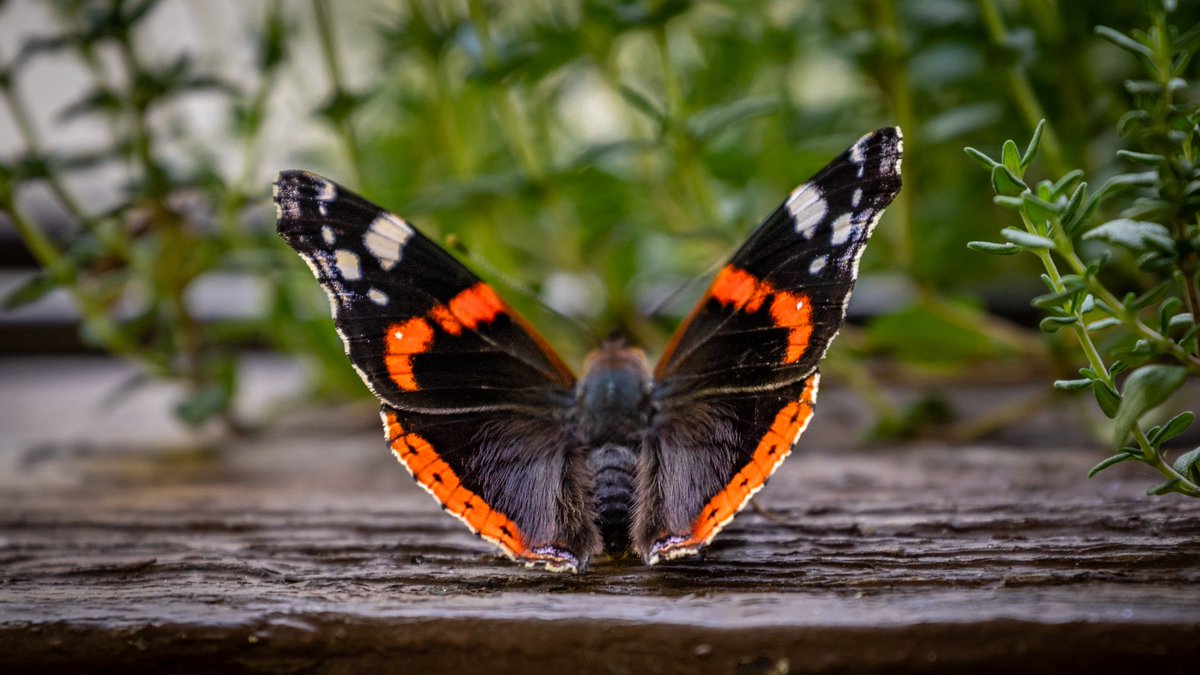 Ein schöner Moment... 🦋

Der erste Admiral in diesem Jahr 👏 Ein sehr zutrauliches junges Weibchen. Sie landete immer wieder in unserer Nähe und sogar auf dem Töchterchen. Sehr ungewöhnliches Verhalten 🤔

📷 #butterfly #admiral #NatureLovers #NaturePhotography #NatureBeauty