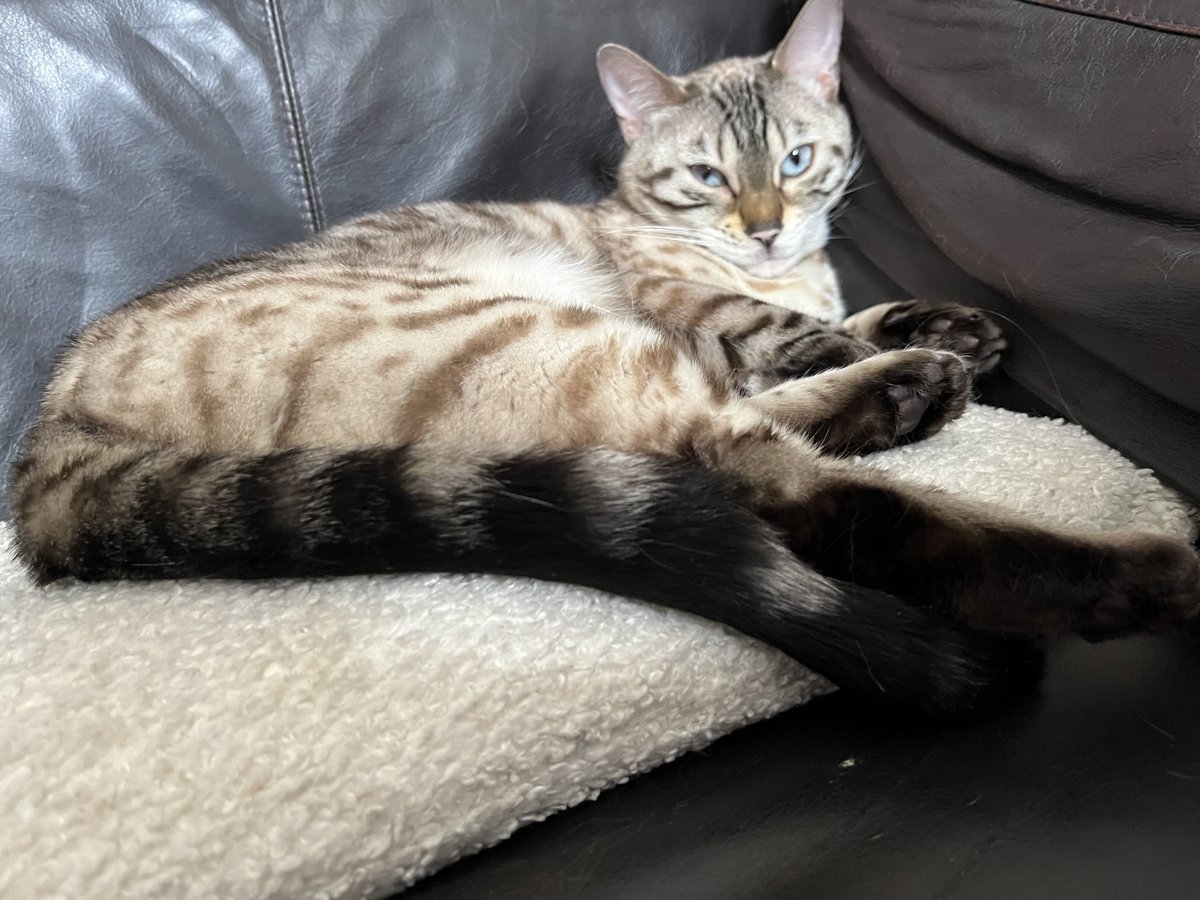 stripeyspotty's tweet photo. Cushion #Caturday #TeamBengal #KALOC https://t.co/LenNENCvmB