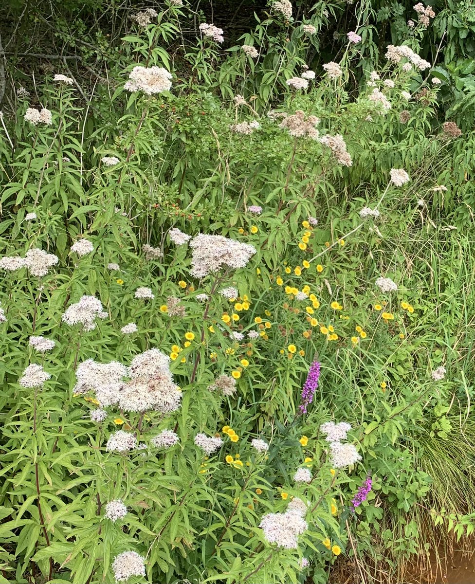 RussellB1ggs's tweet photo. Is this a Parody account or have you been hacked ? Wildlife making the most of the peaceful environment🤔you have just flailed the river bank destroying the wildflowers Purple Loosestrife Meadowsweet &amp; Hemp Agrimony all gone🤷‍♂️couldn’t this wait until the end of August   🌸🌼🪺? https://t.co/Jbo1gpu6Hx