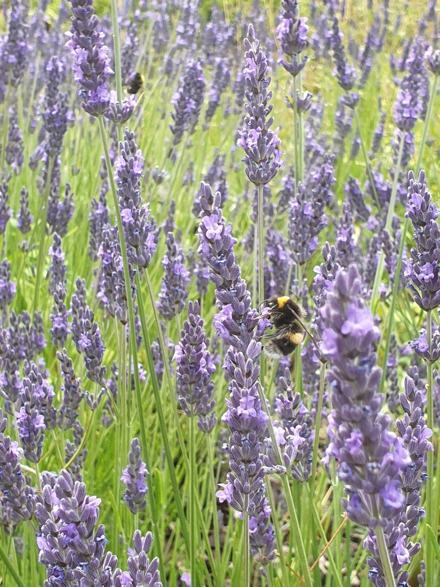 Rachel Mailes tweet media