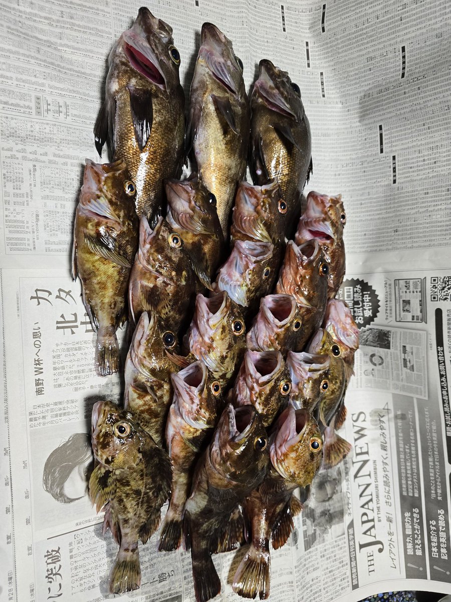 chame08027's tweet photo. 本日の釣果
カサゴとメバルです。 https://t.co/Tlh7X21Hb3