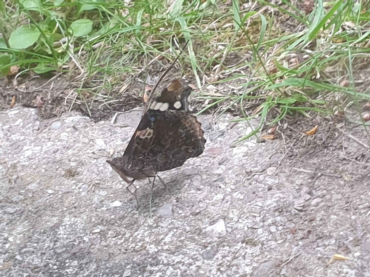 Rachel Mailes tweet media