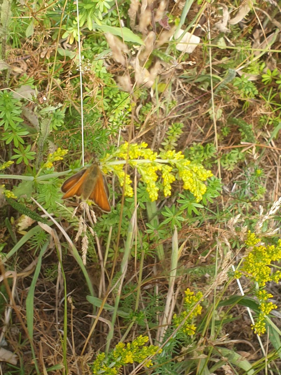 Rachel Mailes tweet media