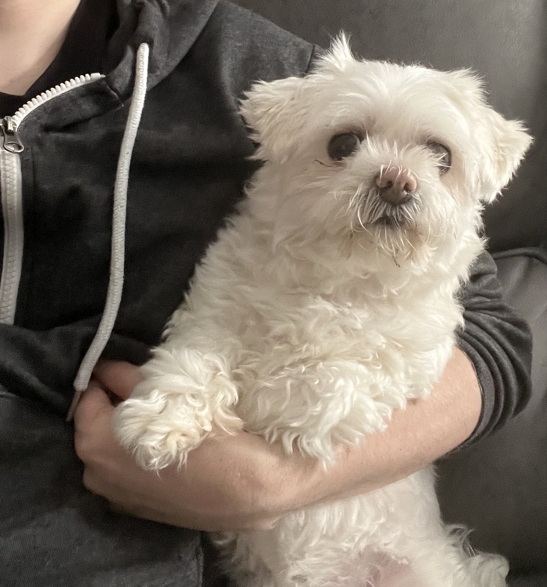 BadBoyHalo's tweet photo. Watching Kpop Demon Hunters again but with Lucy https://t.co/bNVGgC1czJ
