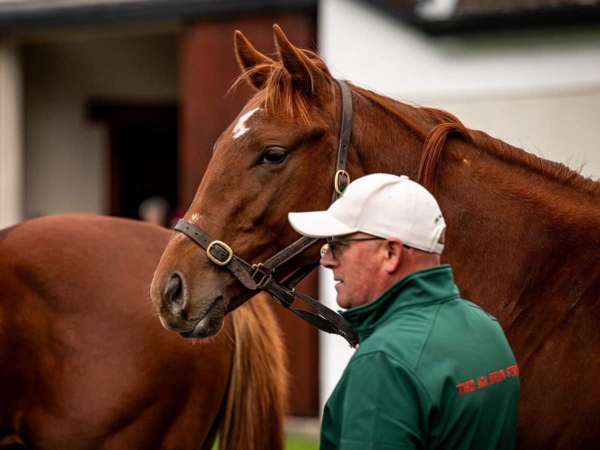AgaKhanStuds's tweet photo. 🥇 A good winning debut from 2yo #Rayif @fgdeauville. 

This grandson of #SeaTheStars is a half-brother to recent Gr.1 Commonwealth Cup third #Rayevka. Dam #Rayisa produced a colt by first crop sire #Vadeni this year. 🟢🔴 https://t.co/QCjfqGMS8r