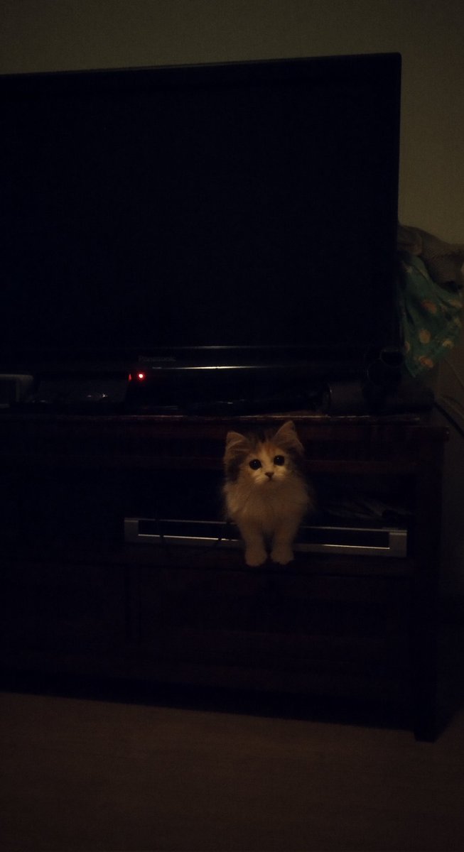 marmellowly's tweet photo. 普通にホラー

#猫のいる暮らし
#ねこ
#スコティッシュフォールド 
#れもんはヤキモチでオコオコ不機嫌祭り https://t.co/LDmey8vCMG