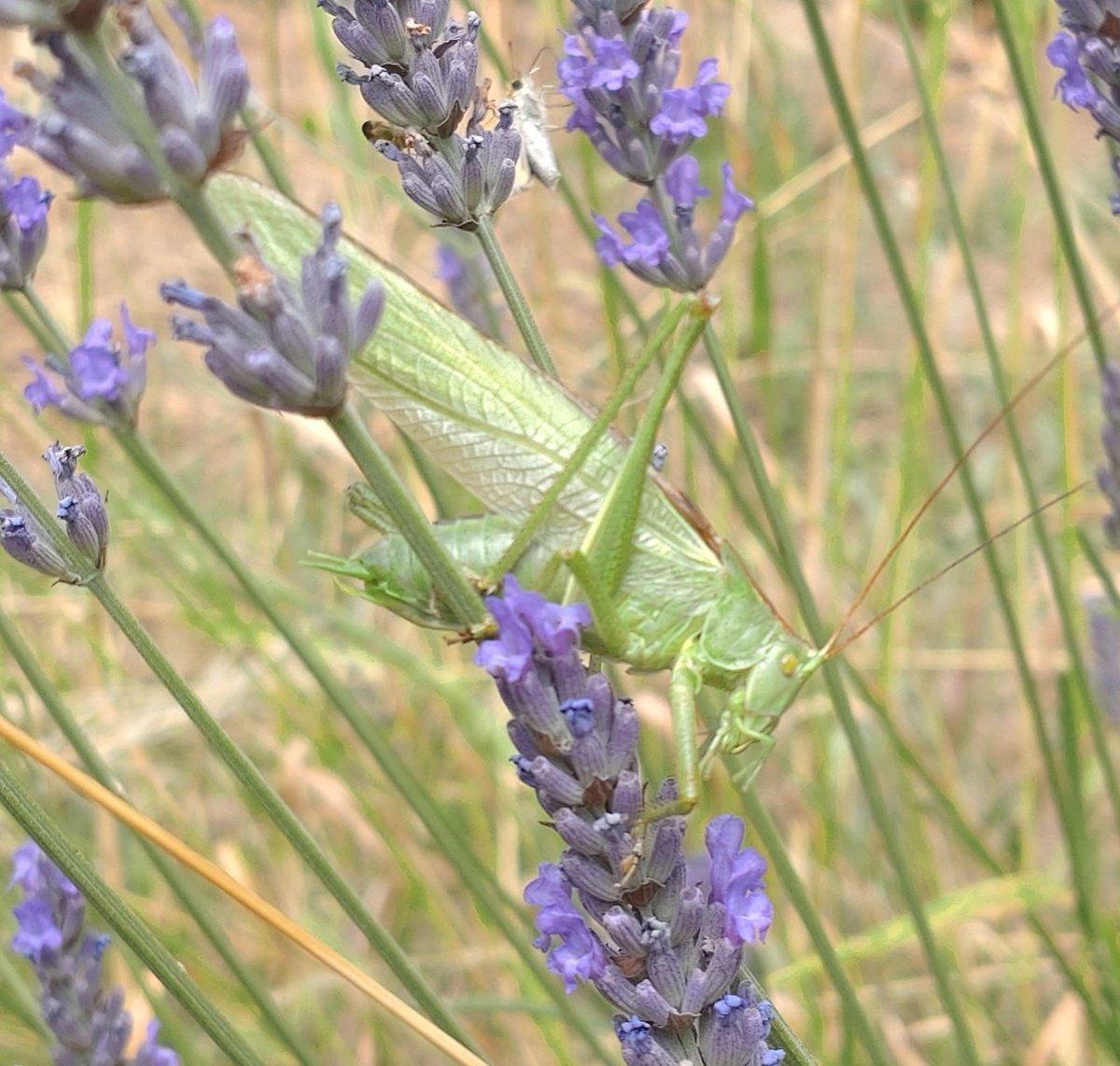 Sophie Leguil tweet media