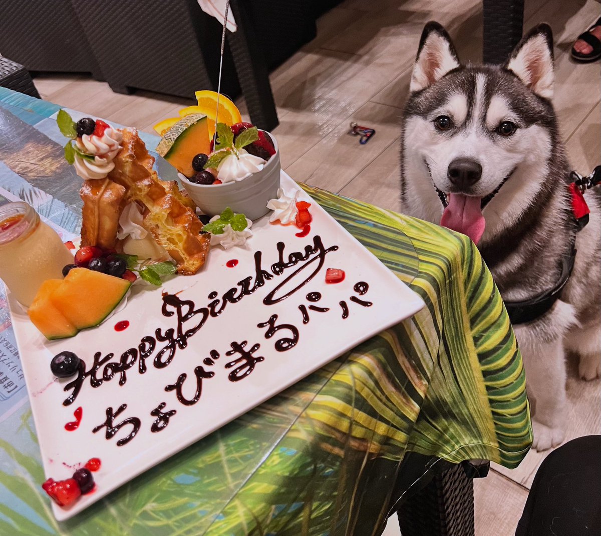 ハス会へ行ったら誕生日を祝っていただけました。
いや〜、この歳になると恥ずかしい！でも、何歳になっても祝っていただけると嬉しいです。
ありがとうございました😊
#シベリアンハスキー