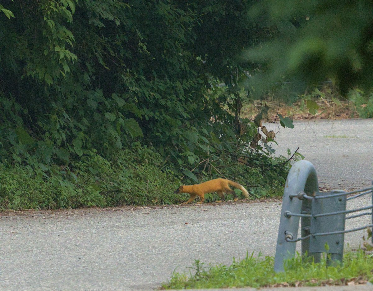 连续两个周末去了四次这个山里，找松鸦和赤翡翠。 今天终于碰到两只松鸦在驱赶一只日本貂，双方打得鸡飞狗跳，都没注意到人类的存在

赤翡翠仍然是听到叫声但看不到