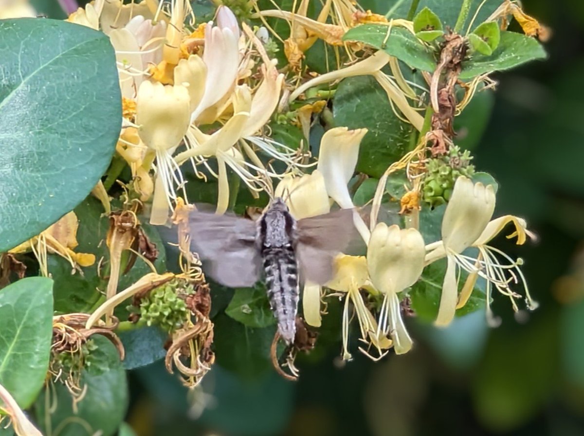Noch nie gesehen. Von weitem+Flugverhalten dachte ich an ein Taubenschwänzchen - ist es aber nicht. App sagt Trauerschweber oder Kiefernschwärmer. Leider sind die Fotos zu unscharf - war doch ein sehr agiler Geselle 🙄