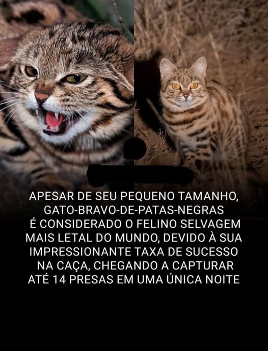 CURIOSIDADE DO MUNDO

                                                                               O gato-bravo-de-patas-negras, um felino selvagem africano, é considerado o mais letal do mundo por sua impressionante taxa de sucesso na caça, podendo capturar e consumir até 14