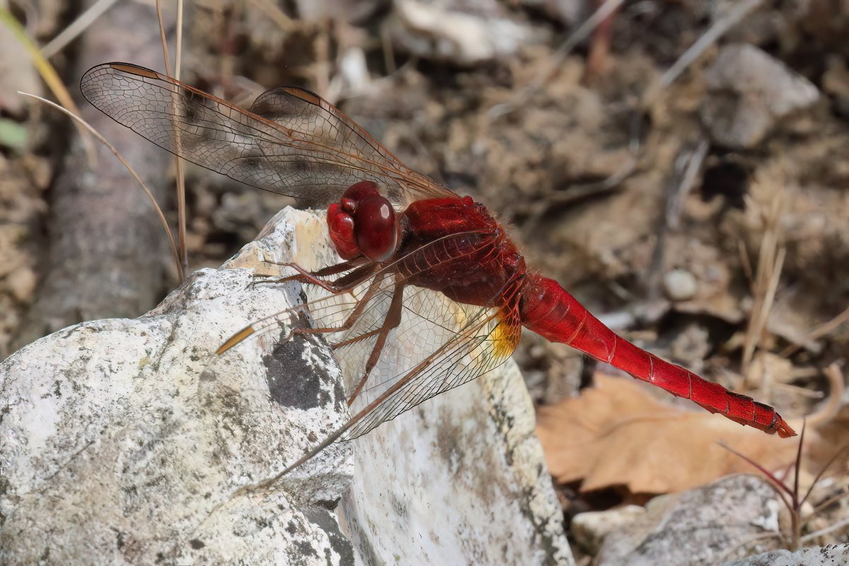 The rare continental Scarlet Darters are at Silverlake for the second year running. Hopefully this will become an established UK site. Shots taken late morning yesterday.