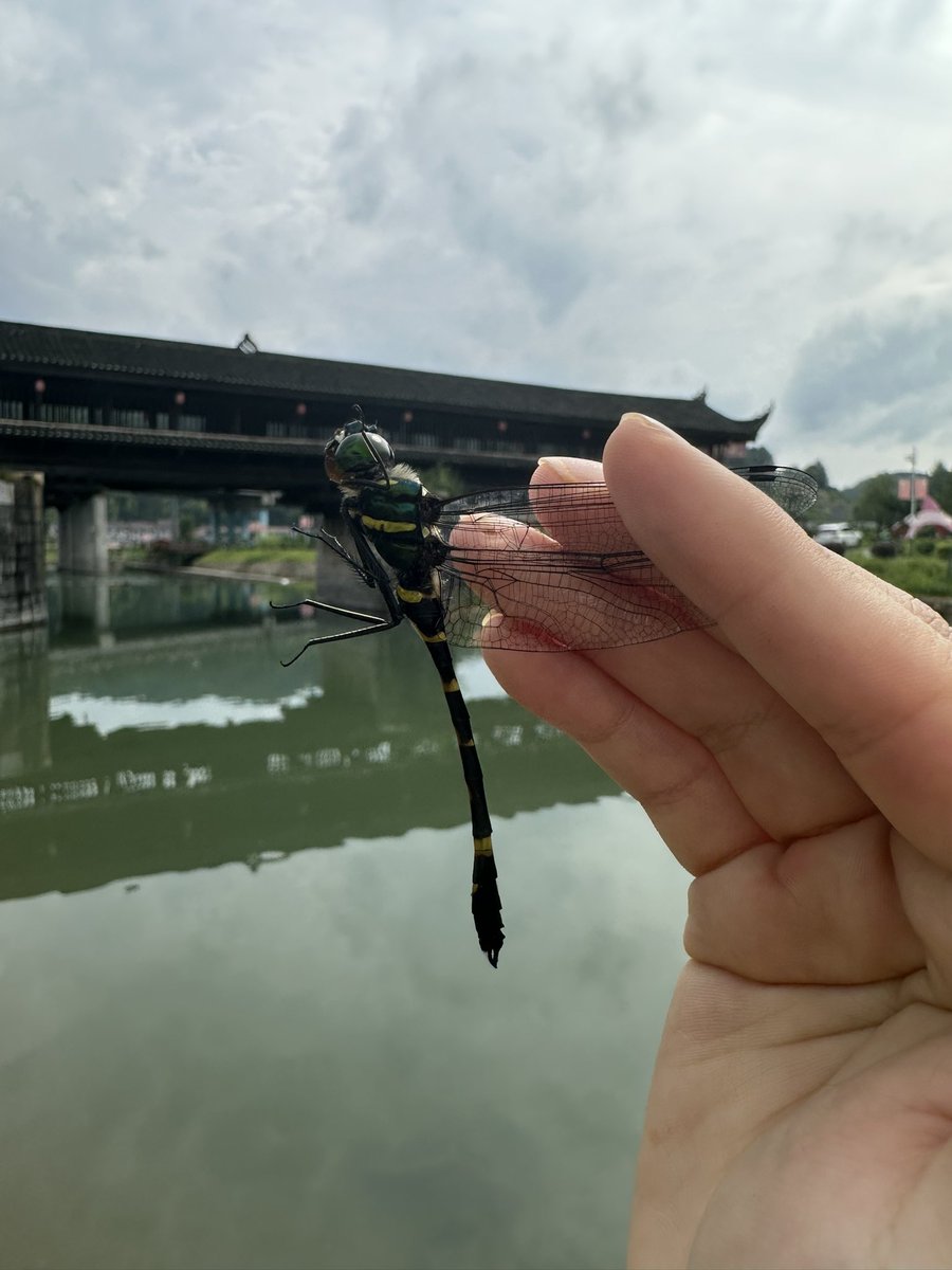 shenyut89's tweet photo. 锤钩大伪蜻 Macromia hamata
蜻蜓与古廊桥的相遇 https://t.co/7D54NuSWIH