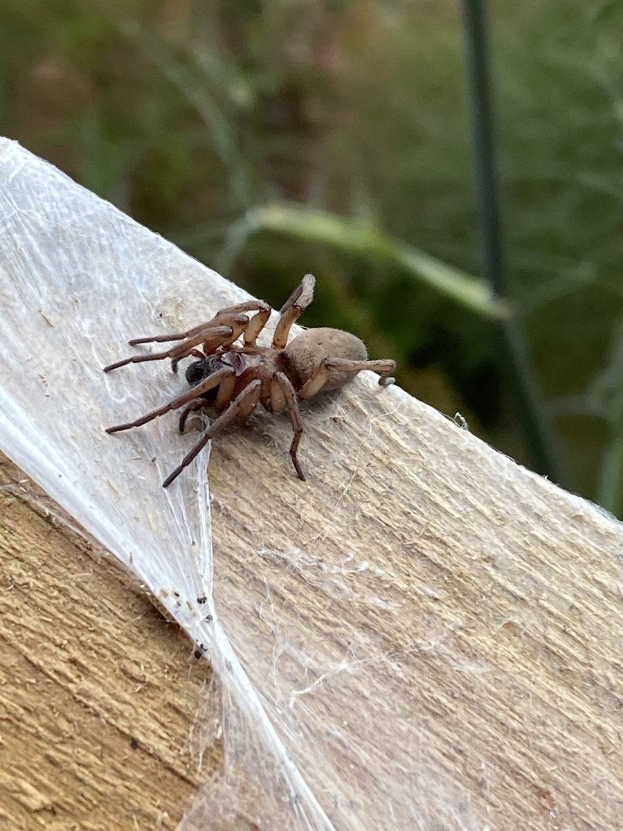 Hi <a href="/baltibillbucks/">Bill Parker</a> We just disturbed this spider amongst some stored planks of wood. Is she a Drassodes, please? Thanks!