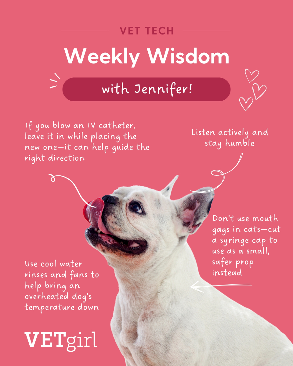 ✨ Vet Tech Weekly Wisdom with Jennifer! ✨

#VetTechWisdom #VetTechCommunity #VETgirl #WeeklyWisdom