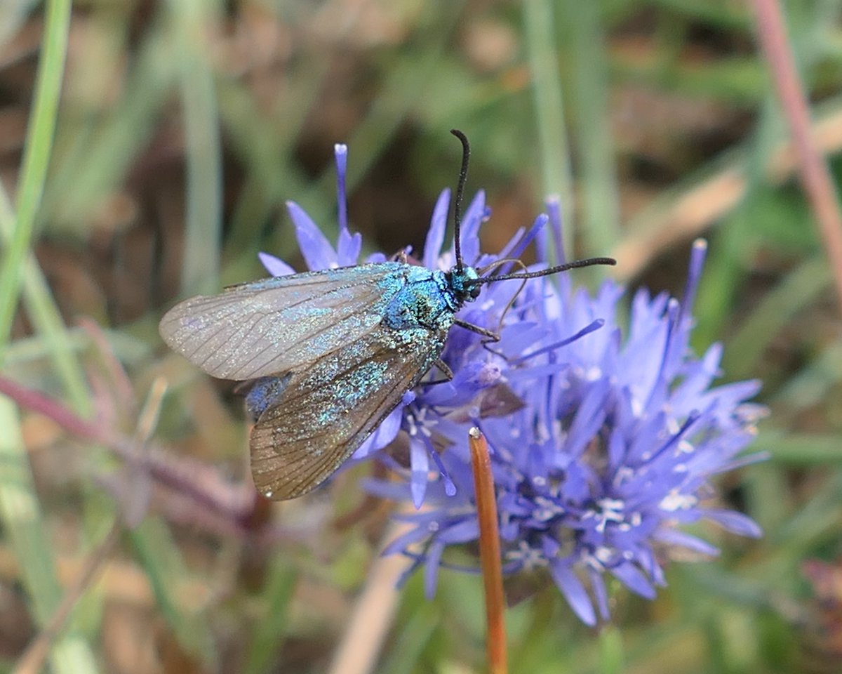 thremnir's tweet image. Not something that was on my #CopperCoast list for the weekend, but it transpires there is quite the colony of #Foresters (Adscita statices) at #Tankardstown, where I took this, this afternoon:-
