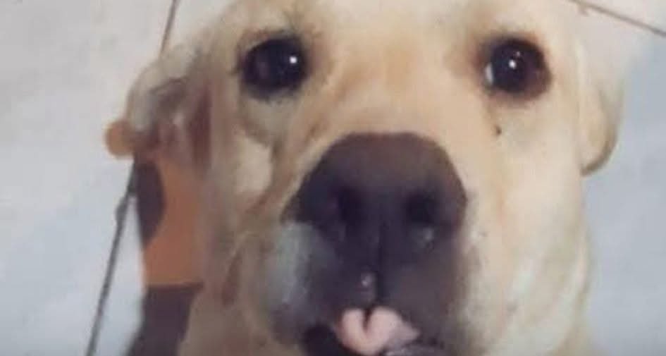 Dilo con perritos tweet media
