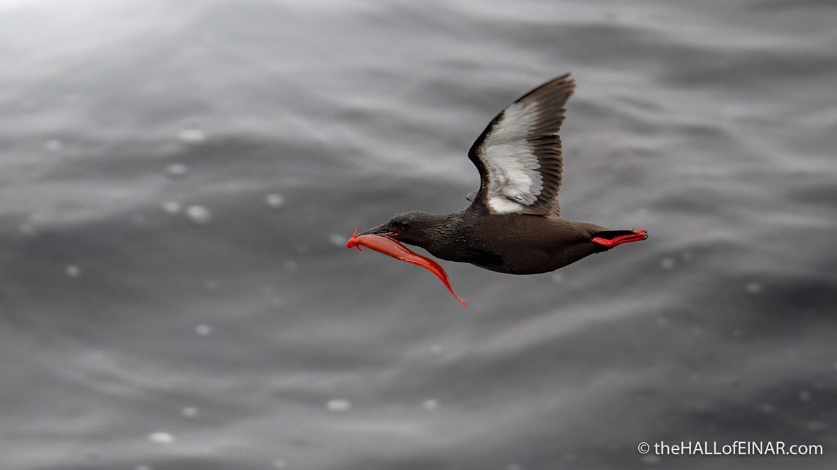A Black Guillemot flying with a tightly clasped Butterfish. They're very, very, slippery.