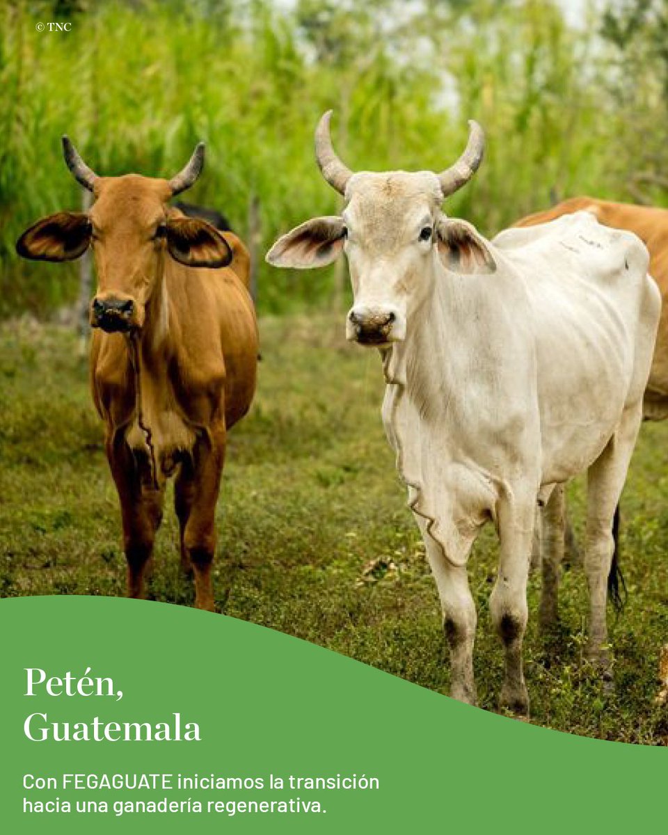 🌱 ¿Es posible producir alimentos y regenerar la naturaleza al mismo tiempo? ¡Sí, y ya está ocurriendo en Latinoamérica!
Conocimos casos reales, herramientas prácticas y nos hicimos parte de esta transformación en el #SummitRegeneradores en Cali, Colombia