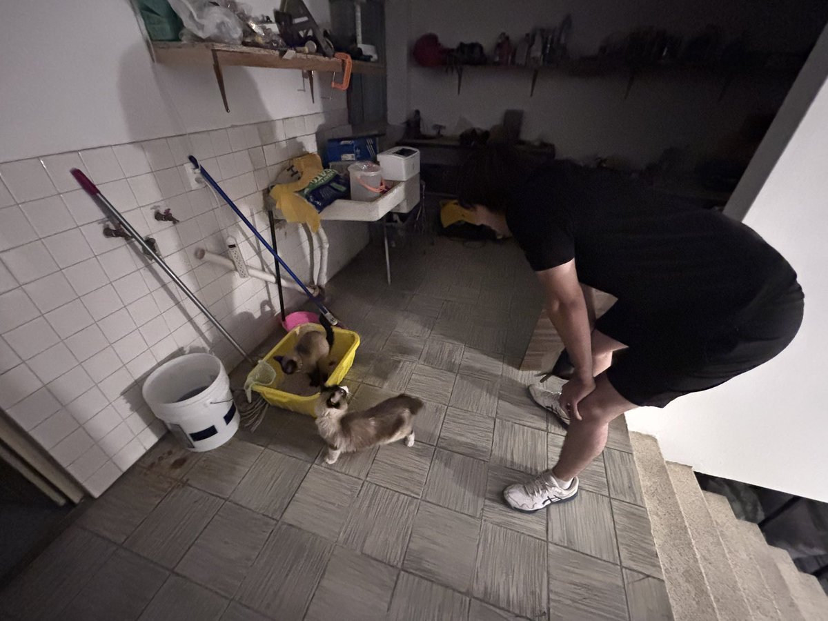 daniteran_122's tweet photo. Primera vez viendo a un gato hacer sus necesidades🦭 https://t.co/PX87eyEjCU