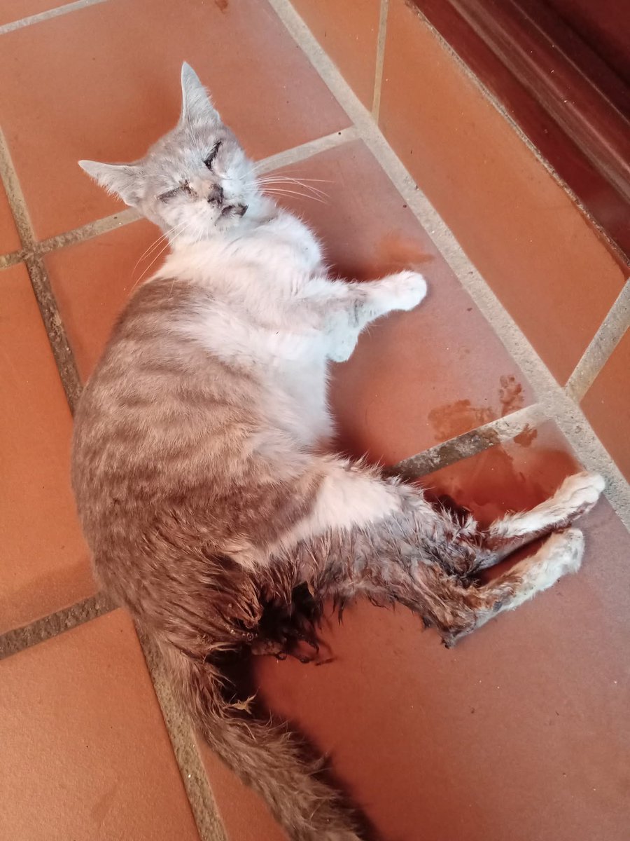 Kucing Terbuang (@cats_rehome) on Twitter photo π PUTRAJAYA PRESINT 11 FOODCOURT
βΌοΈβΌοΈβΌοΈβΌοΈβΌοΈβΌοΈβΌοΈβΌοΈβΌοΈβΌοΈβΌοΈβΌοΈ
KUCING CEDERA BERULAT PUNGGUNG PERLU DISELAMATKAN
ππππππππππππ
assalamualaikum warga putrajaya minta tolong sgtΒ² bawa kucing ni pergi vet lokasi kt presint 11 foodcourt,sya nak balik johor dah ni mohon sgtΒ² π PUTRAJAYA PRESINT 11 FOODCOURT
βΌοΈβΌοΈβΌοΈβΌοΈβΌοΈβΌοΈβΌοΈβΌοΈβΌοΈβΌοΈβΌοΈβΌοΈ
KUCING CEDERA BERULAT PUNGGUNG PERLU DISELAMATKAN
ππππππππππππ
assalamualaikum warga putrajaya minta tolong sgtΒ² bawa kucing ni pergi vet lokasi kt presint 11 foodcourt,sya nak balik johor dah ni mohon sgtΒ²