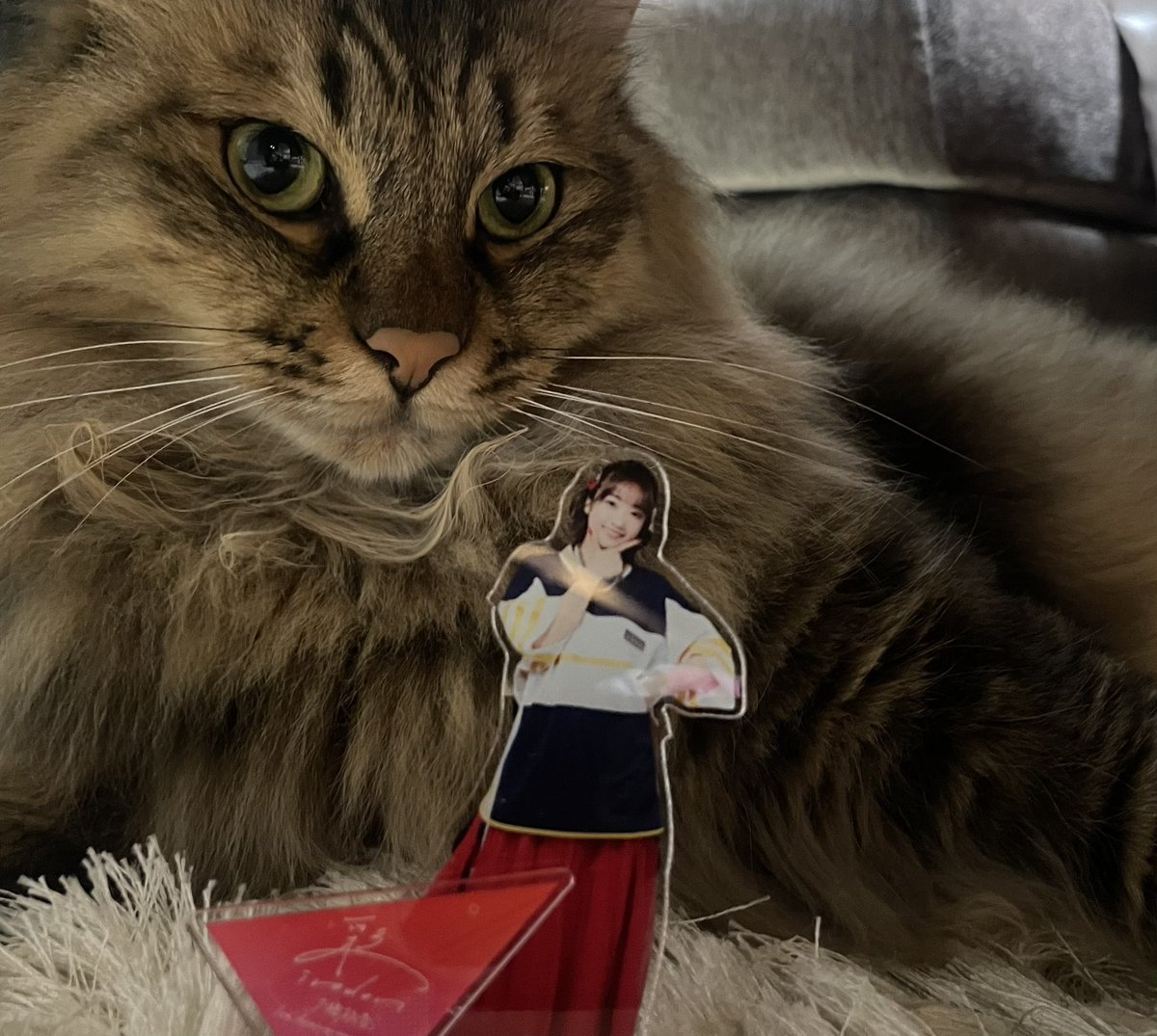 nij1231's tweet photo. 家、ポタク、余韻にて https://t.co/KDd3xQPPdU