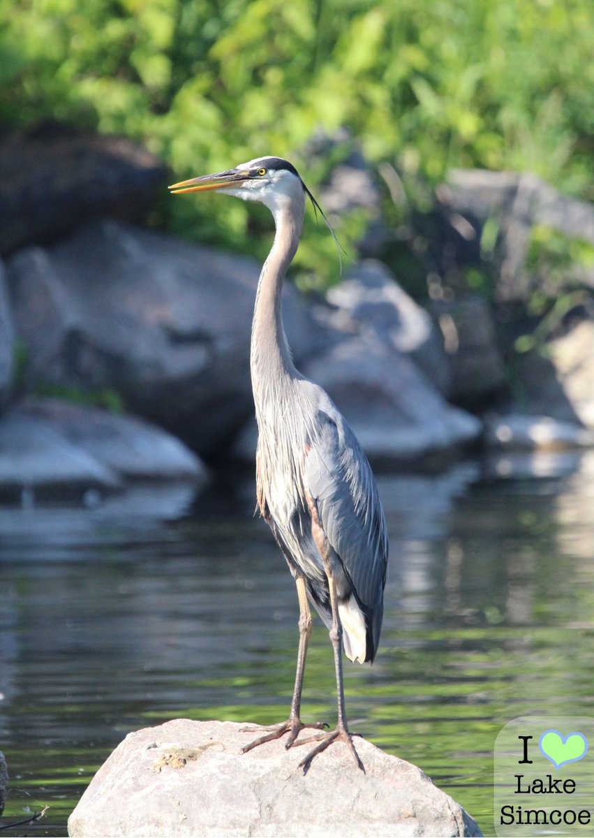 Spotted this Great Blue Heron gular fluttering to cool down on Lake Simcoe 🌊

Stay cool and have a good weekend everyone!