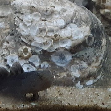 TheNatureFund's tweet image. Artificial reef to bring wild oysters back in Wales #oysters #wales #conwy

naturalworldfund.com/artificial-ree…