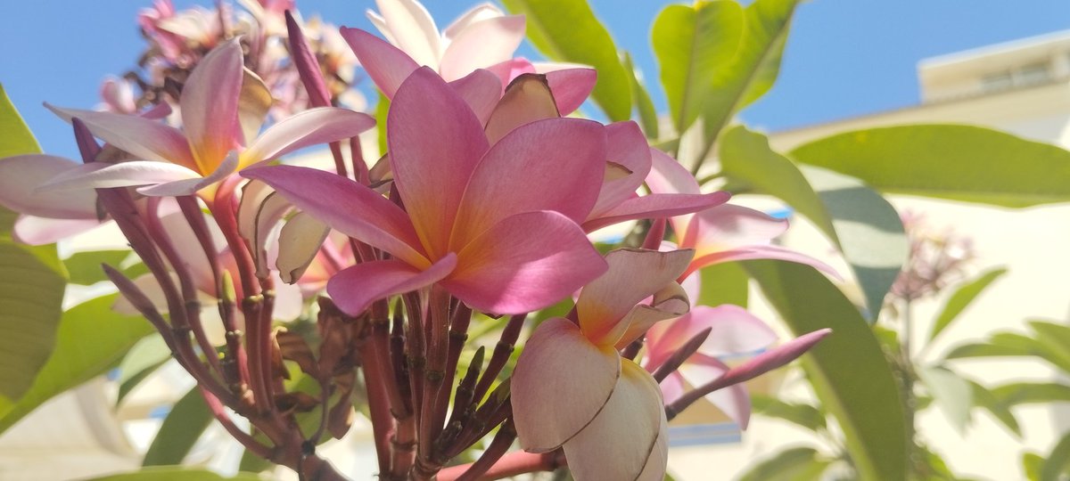 Plumerias