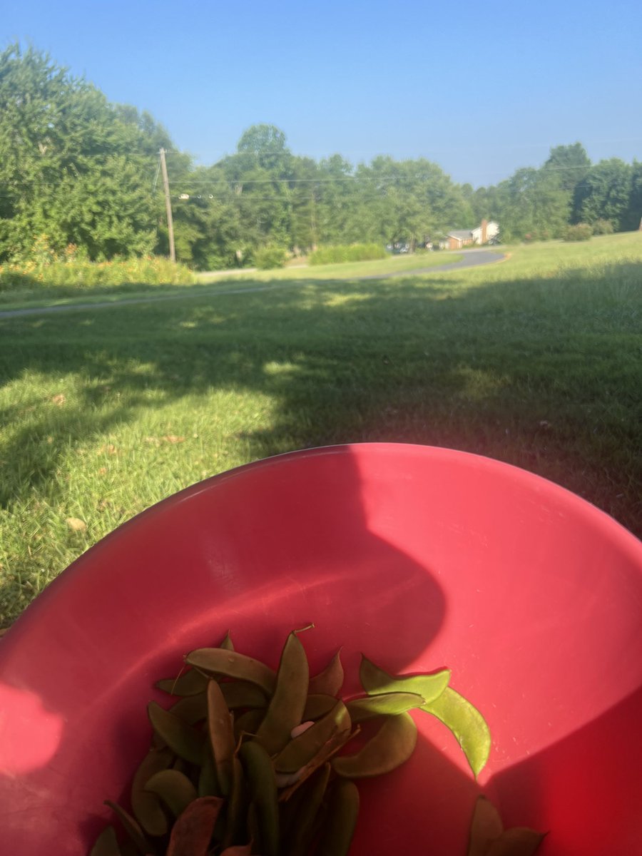 CampobelloCathy's tweet image. Happy Saturday! #butterbeans