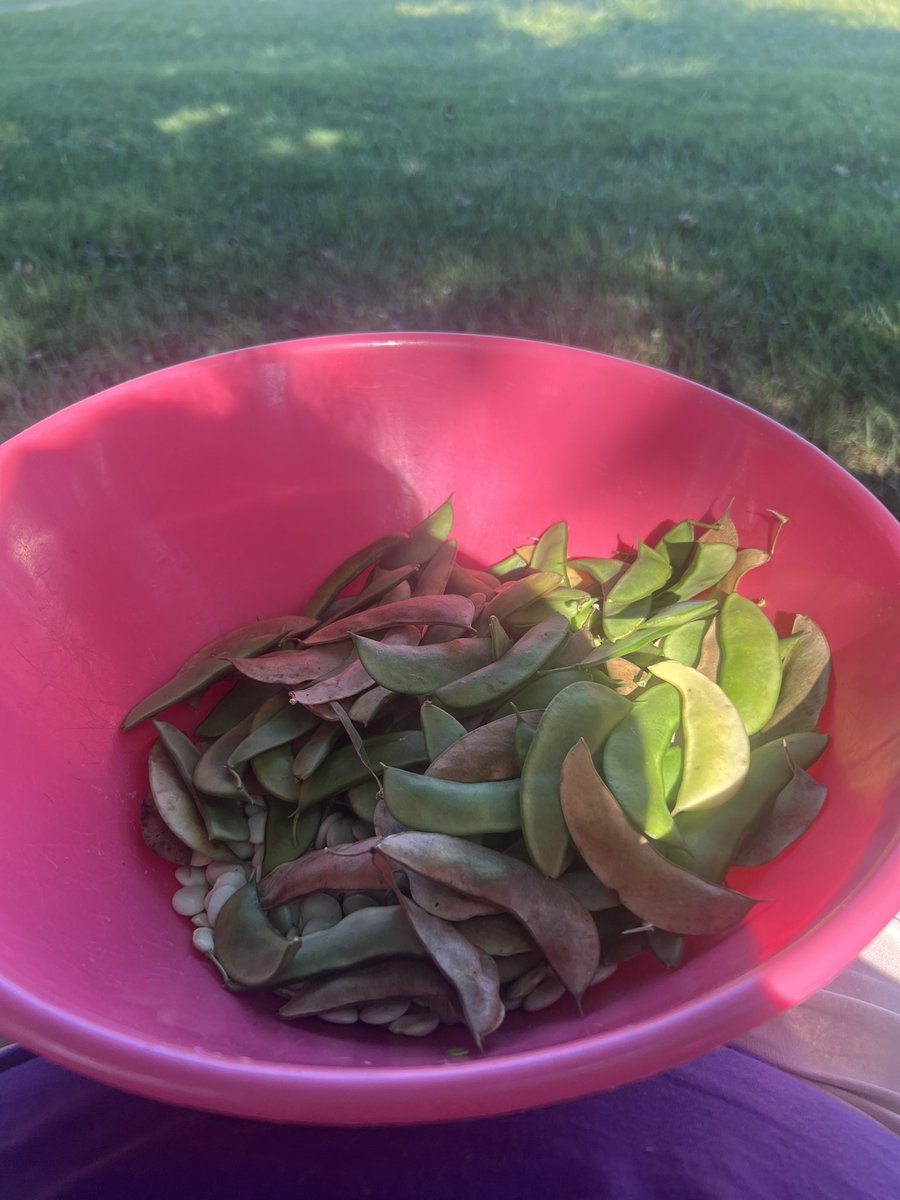 CampobelloCathy's tweet image. Happy Saturday! #butterbeans