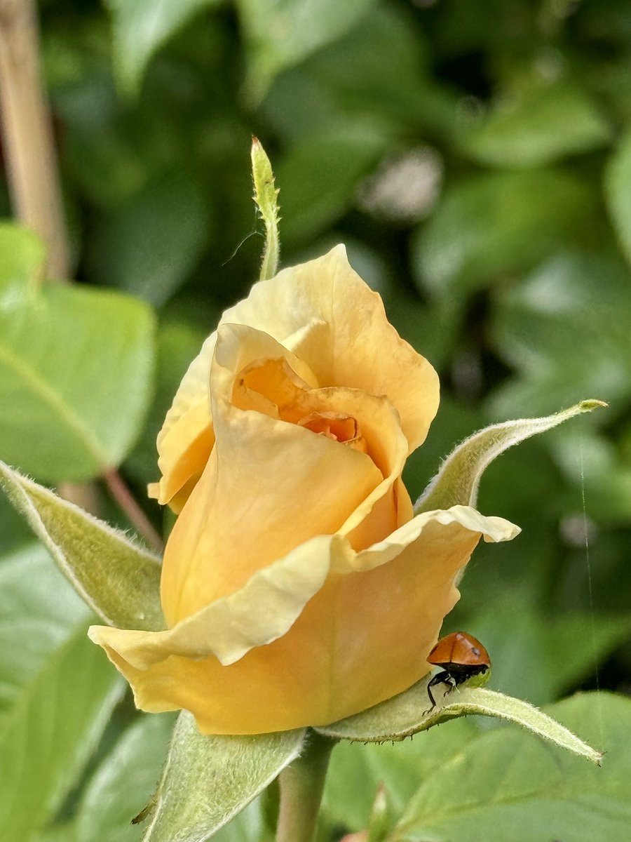 John H. 💙 (@johnh14458271) on Twitter photo Bud and a bug. 🐞#Rose #Rosebud #nature #ladybird #ladybug #insects Bud and a bug. 🐞#Rose #Rosebud #nature #ladybird #ladybug #insects