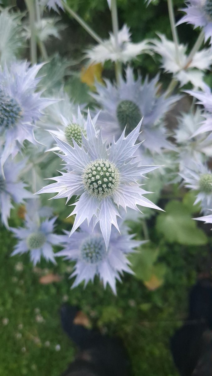 Eryngium Miss Willmott's Ghost is yet again haunting my garden 😱👀👻