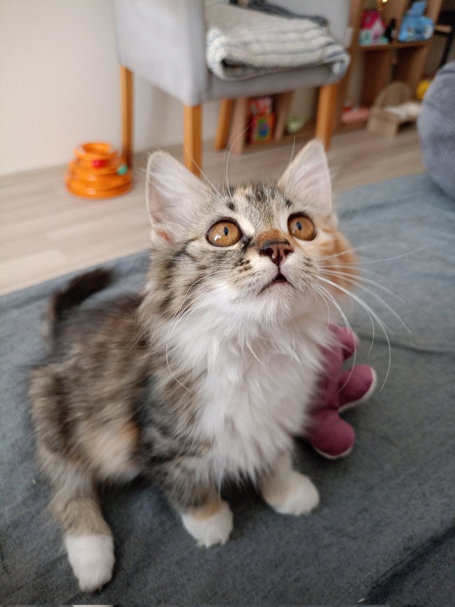 mintiskovebalim's tweet image. sisi isliyorum haberinis olsun hev şeyi duyar ve körürüm 😎