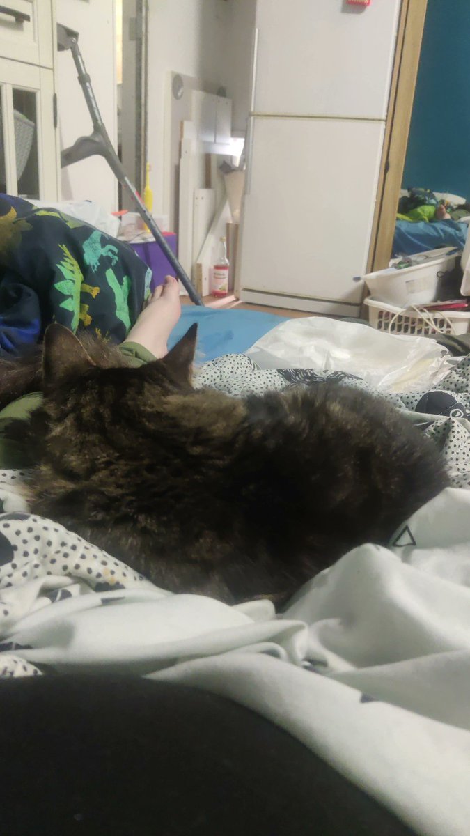 SnuggleAndSpice's tweet photo. My emotional support buddy 💕 I enjoyed a day of cuddles while I've been going through some health stressors. 

Lightning is the sweetest little guy ever and I'm so happy to have him in our lives 😻💕

#CatsOfTwitter #kitty #catlovers #snugglebug #emotionalsupport #cuddlypets https://t.co/2XLzcxi9S4