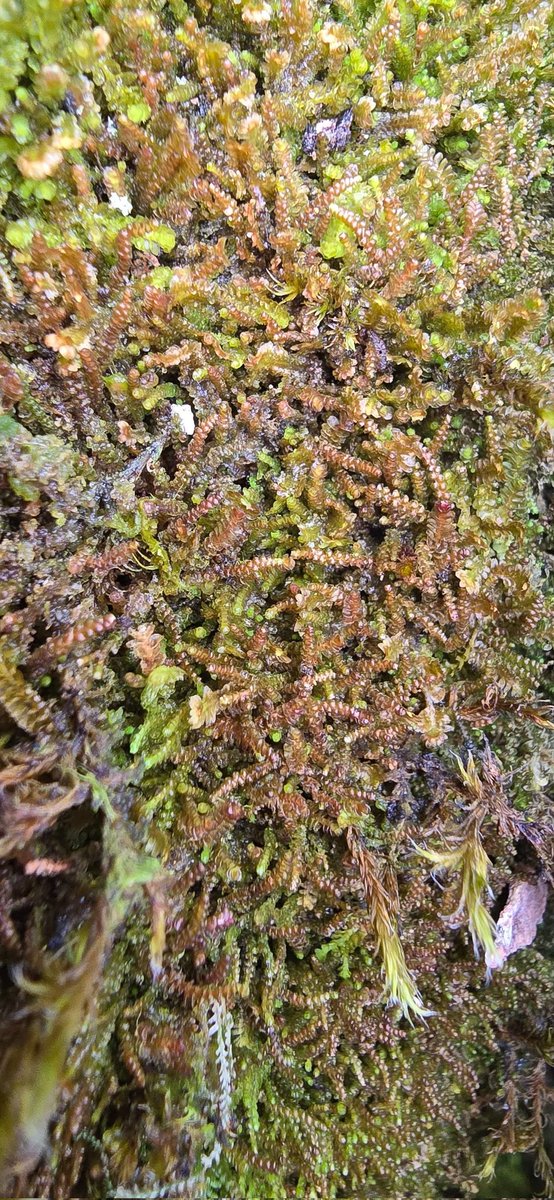 Jamie warren tweet media